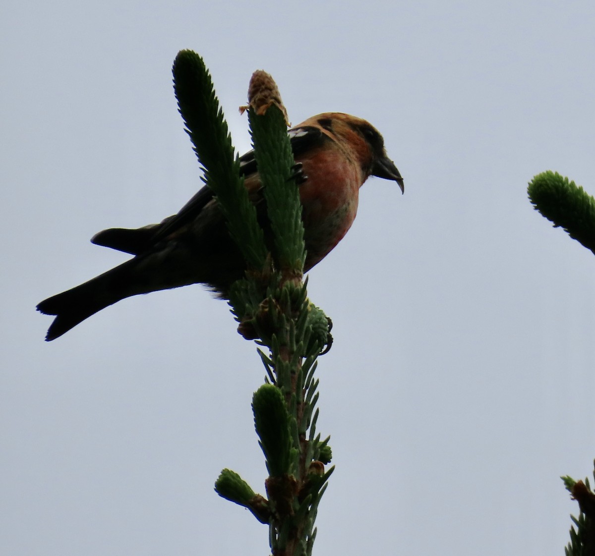 White-winged Crossbill (leucoptera) - ML620338539
