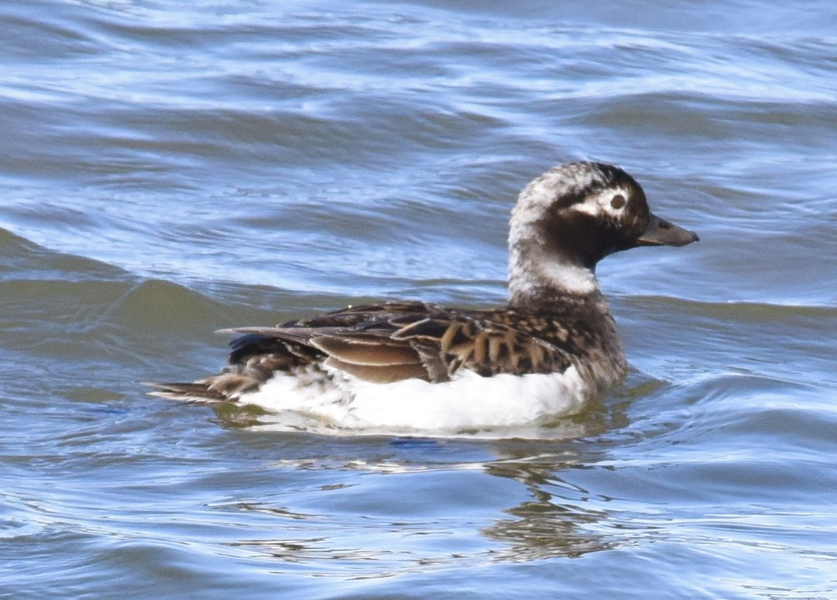 Long-tailed Duck - ML620338542