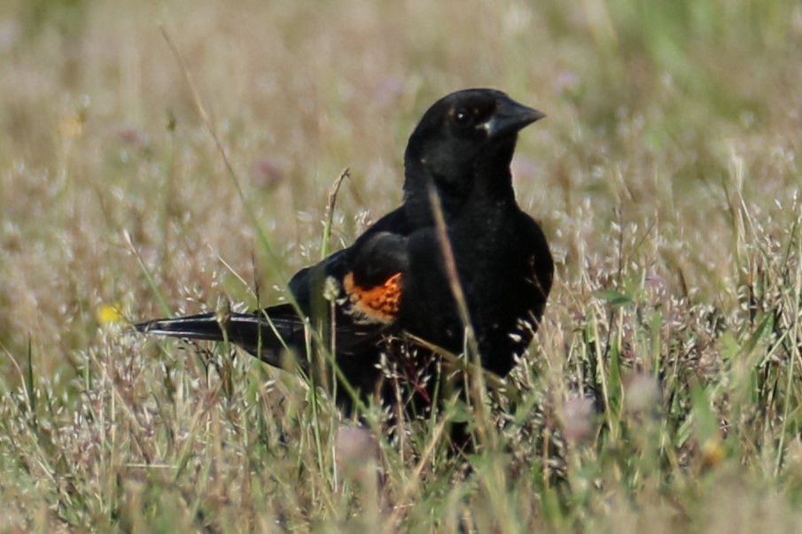 Red-winged Blackbird - ML620338543