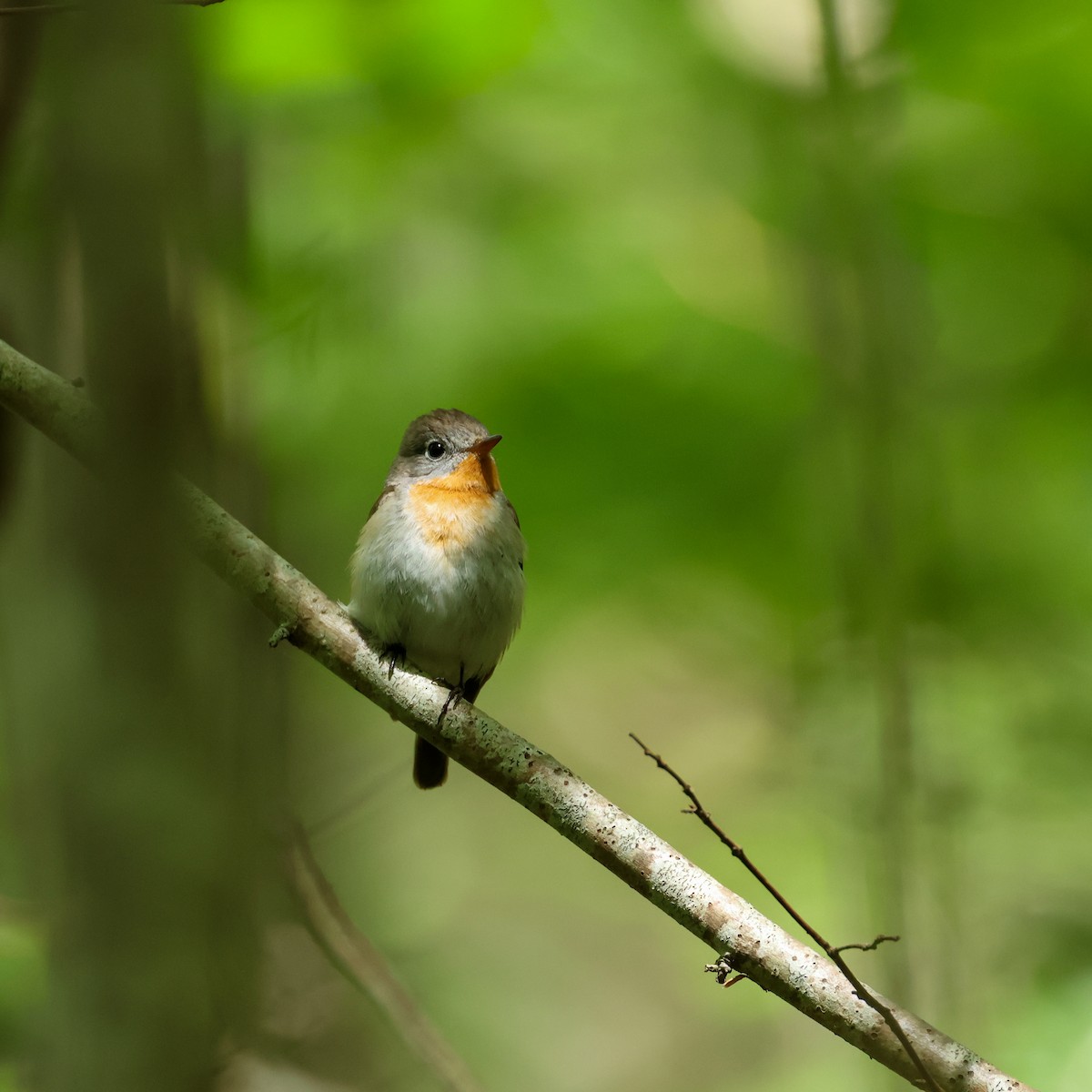 Red-breasted Flycatcher - ML620338547