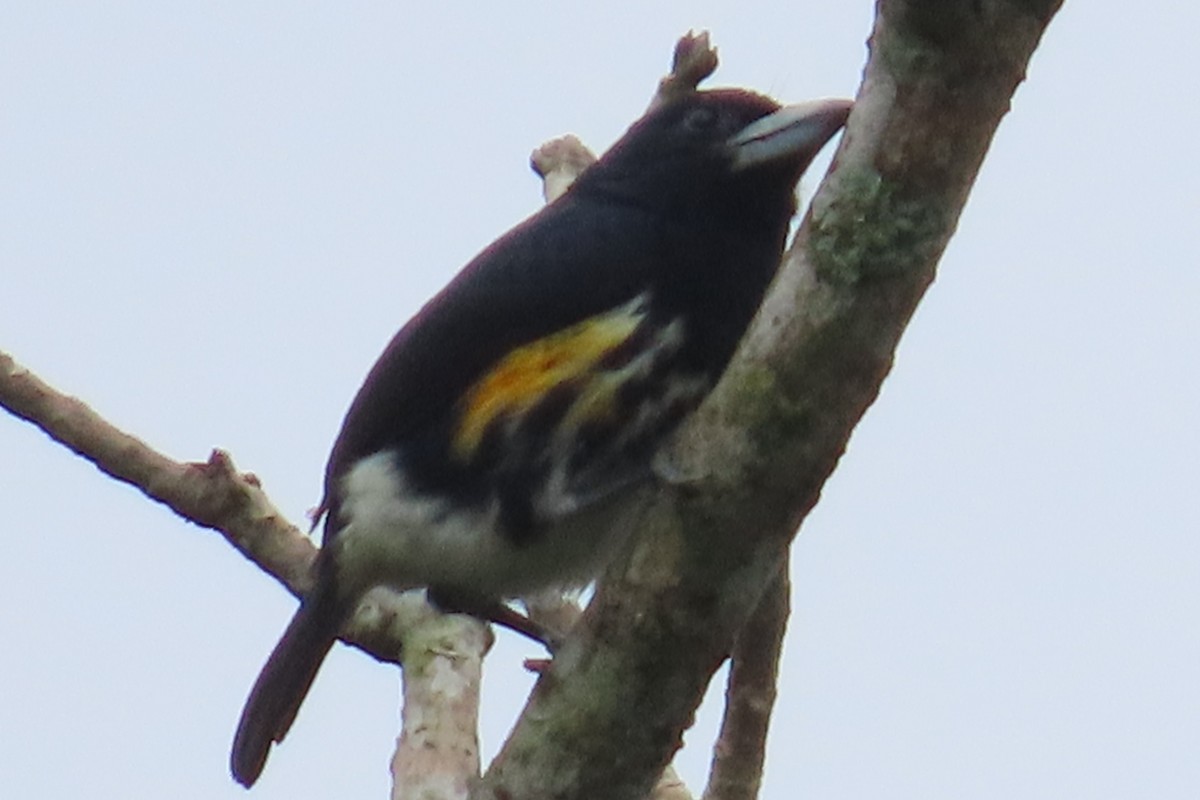 Spot-crowned Barbet - ML620338557