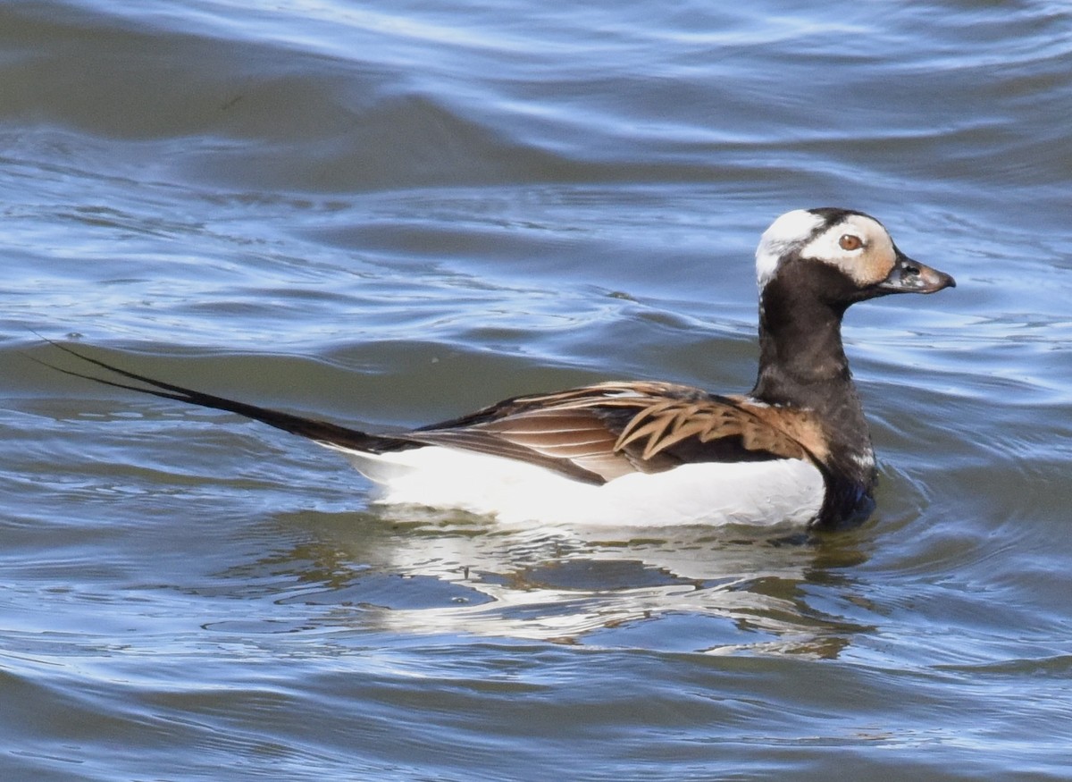 Long-tailed Duck - ML620338564