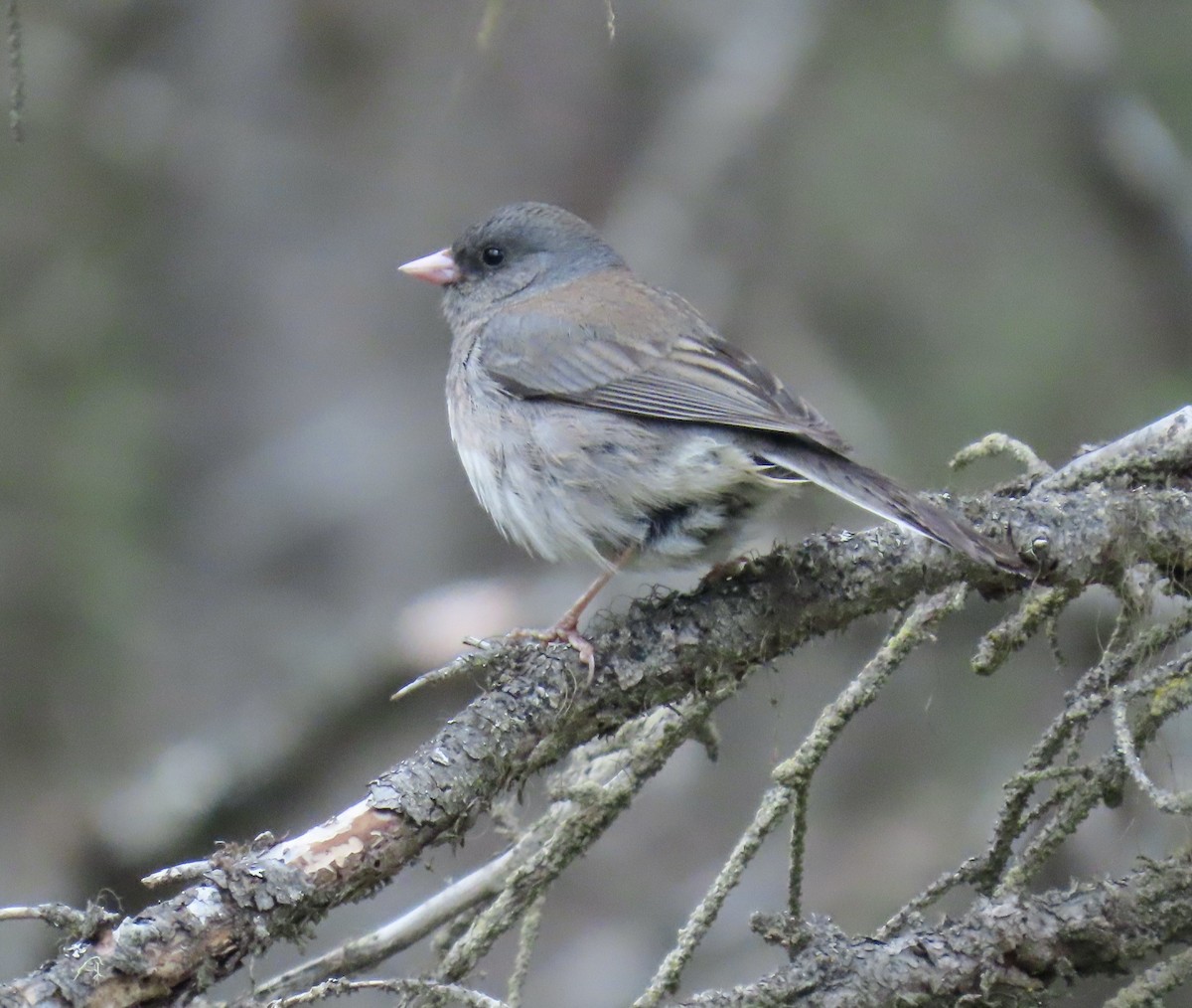 Dark-eyed Junco (Slate-colored) - ML620338573