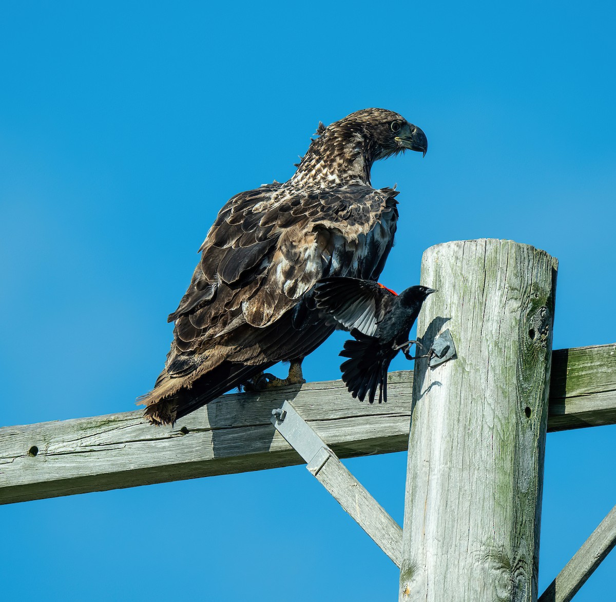 Weißkopf-Seeadler - ML620338575