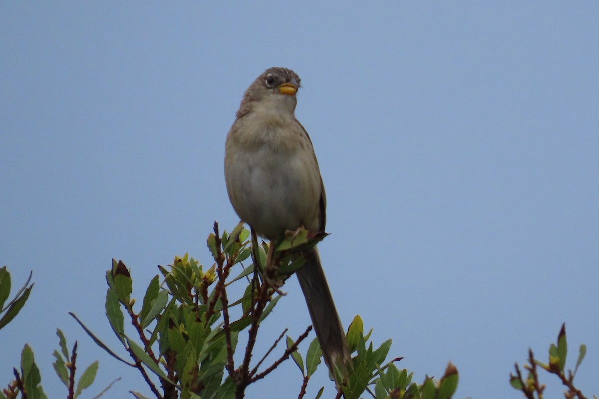 Wedge-tailed Grass-Finch - ML620338604