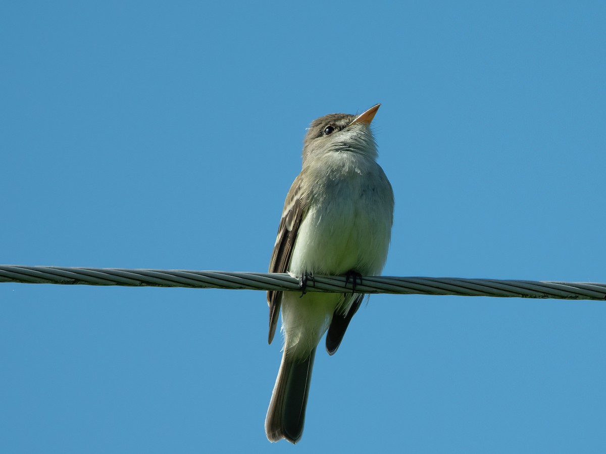 Willow Flycatcher - Theresa Ray