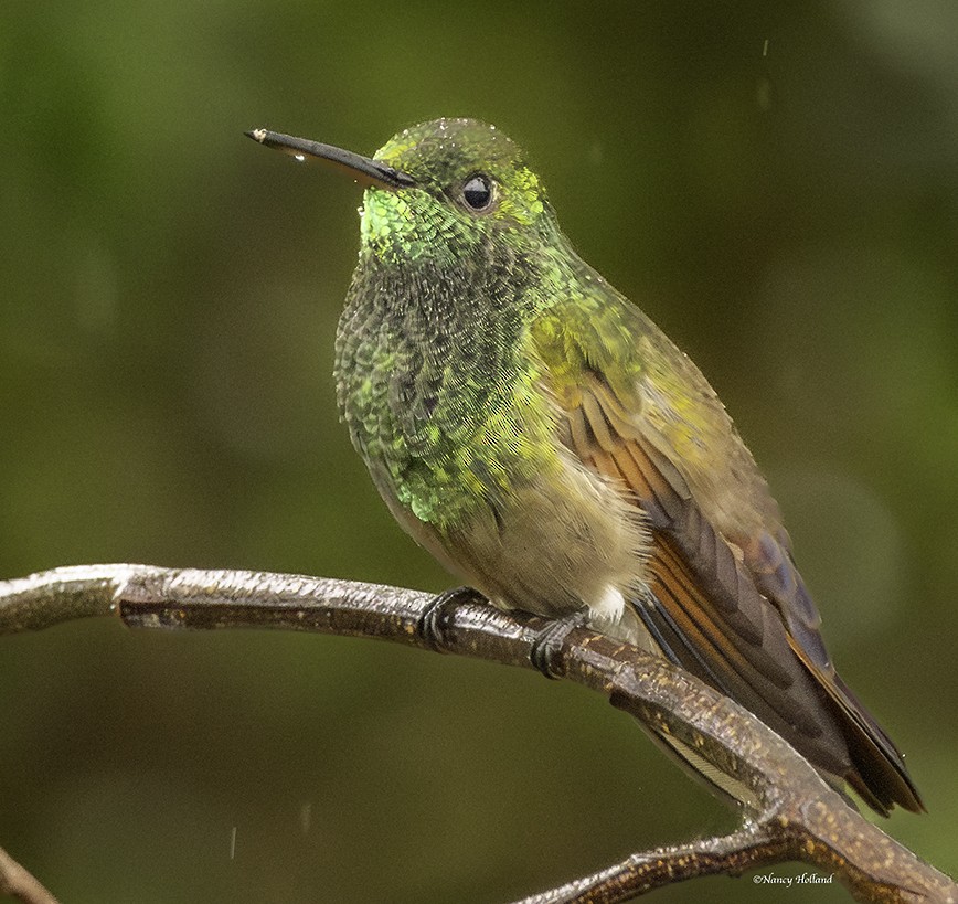 kolibřík mexický - ML620338613