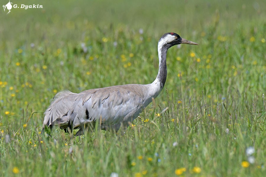 Common Crane - ML620338614