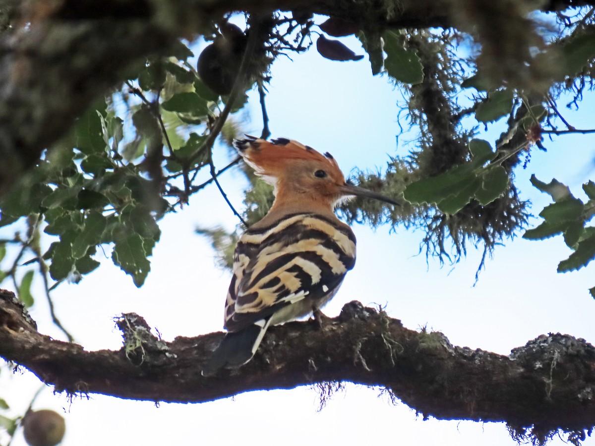 Eurasian Hoopoe - ML620338626