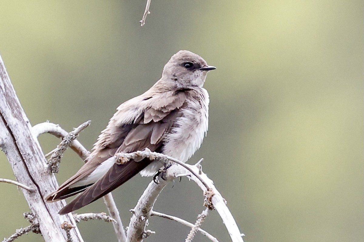 Northern Rough-winged Swallow - ML620338627