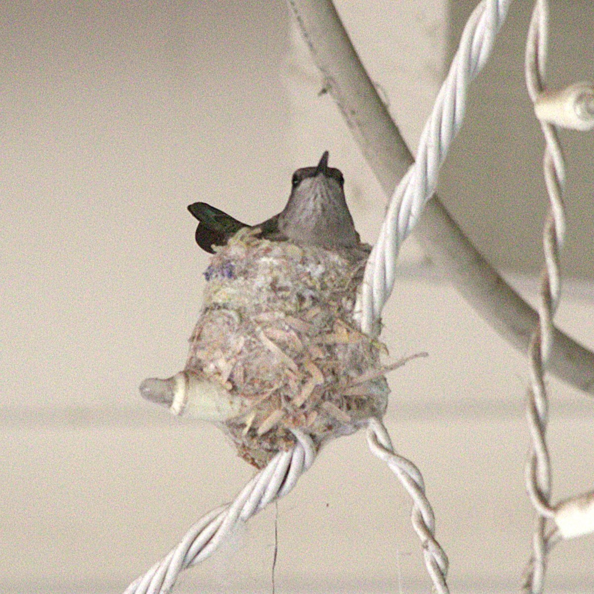 Black-chinned Hummingbird - ML620338636