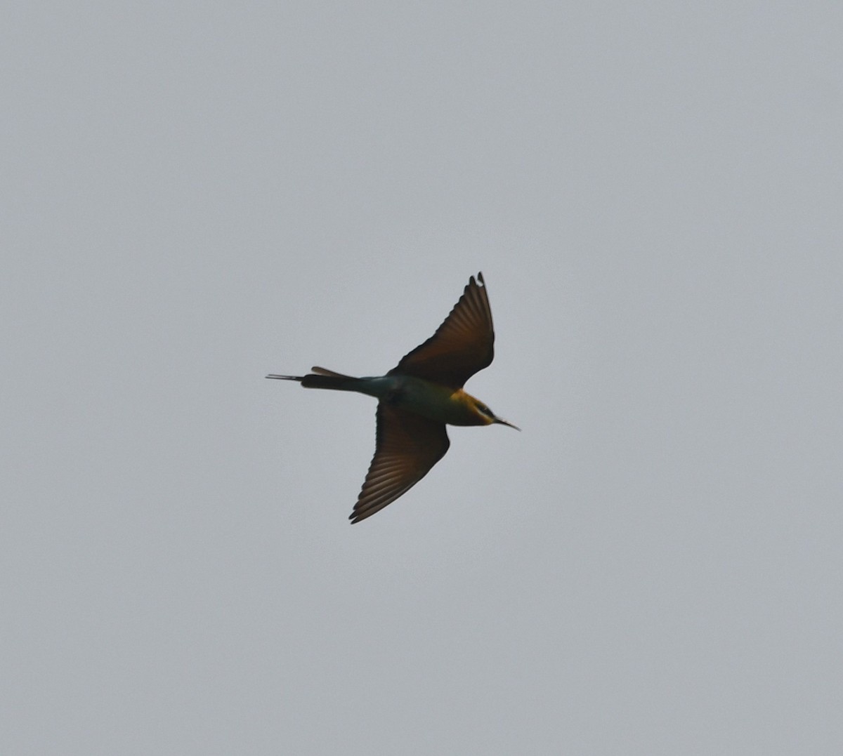 Blue-tailed Bee-eater - ML620338639