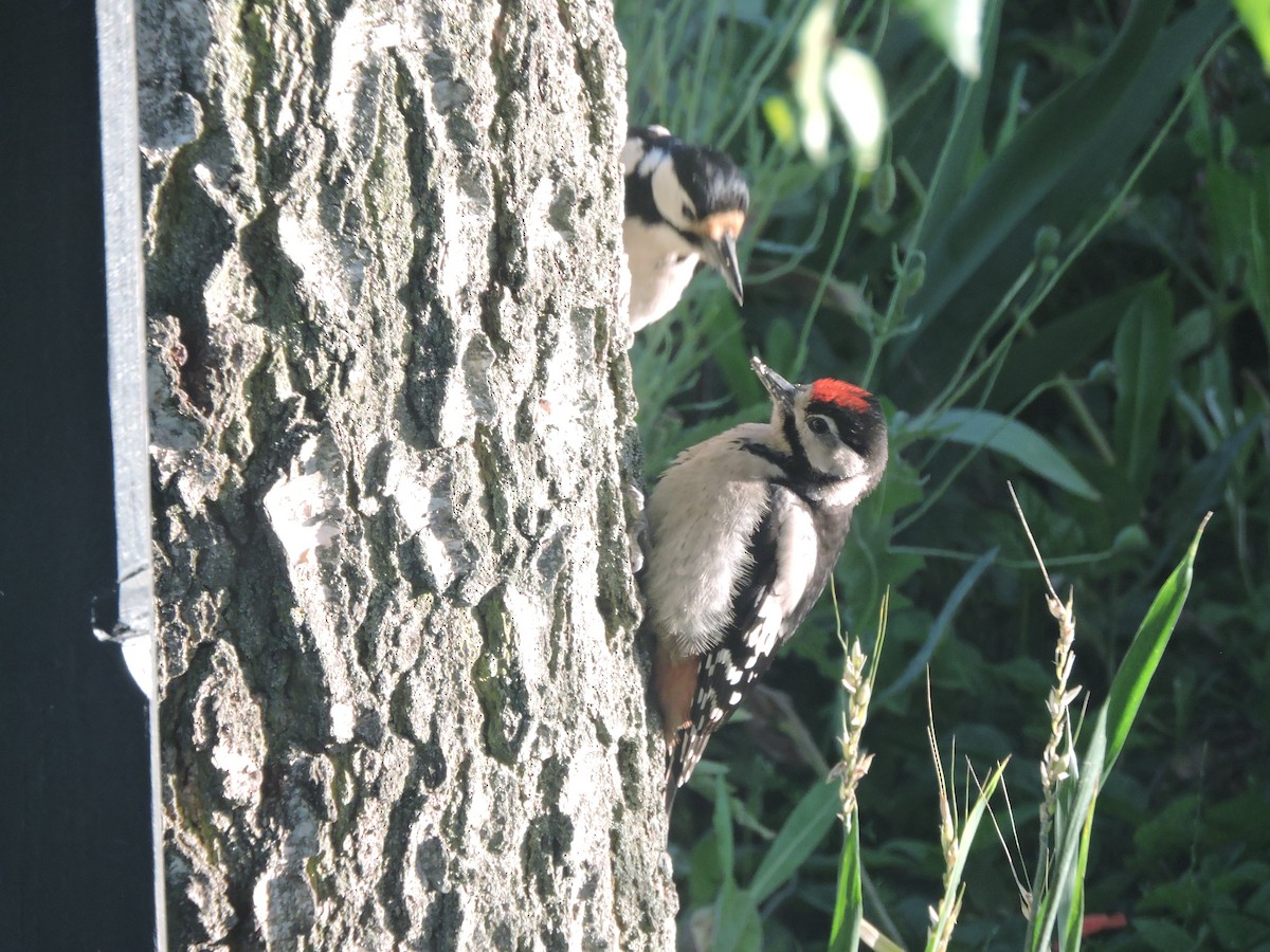 Great Spotted Woodpecker - ML620338646