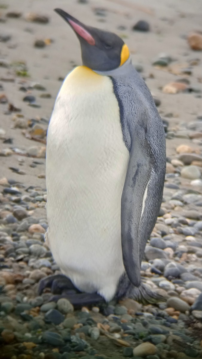 Королевский пингвин - ML620338649