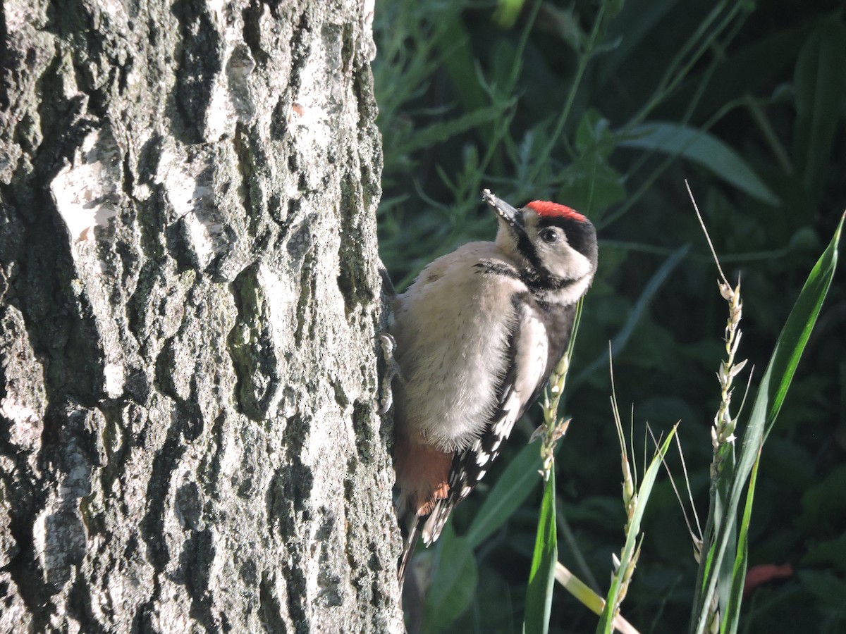 Great Spotted Woodpecker - ML620338653