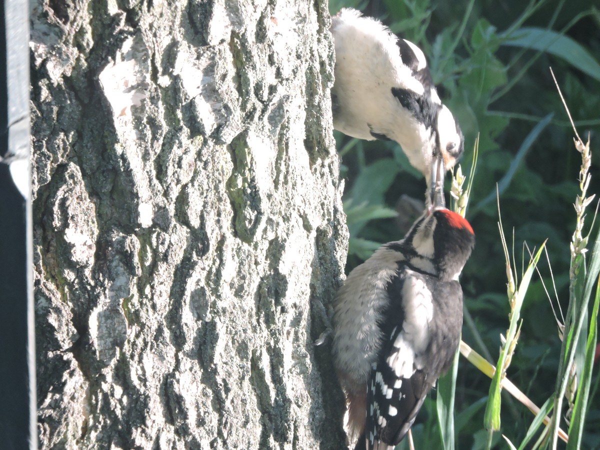 Great Spotted Woodpecker - ML620338656