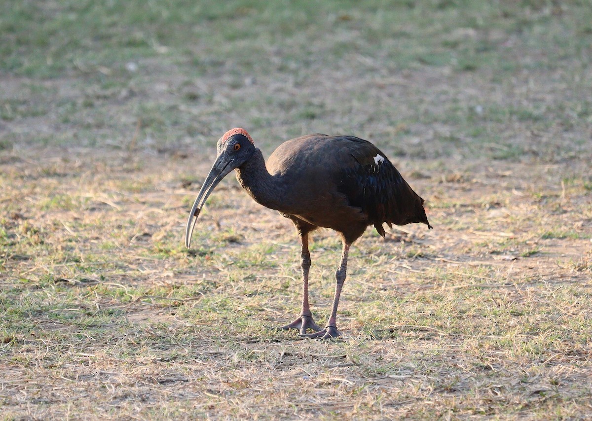 ibis bradavičnatý - ML620338657