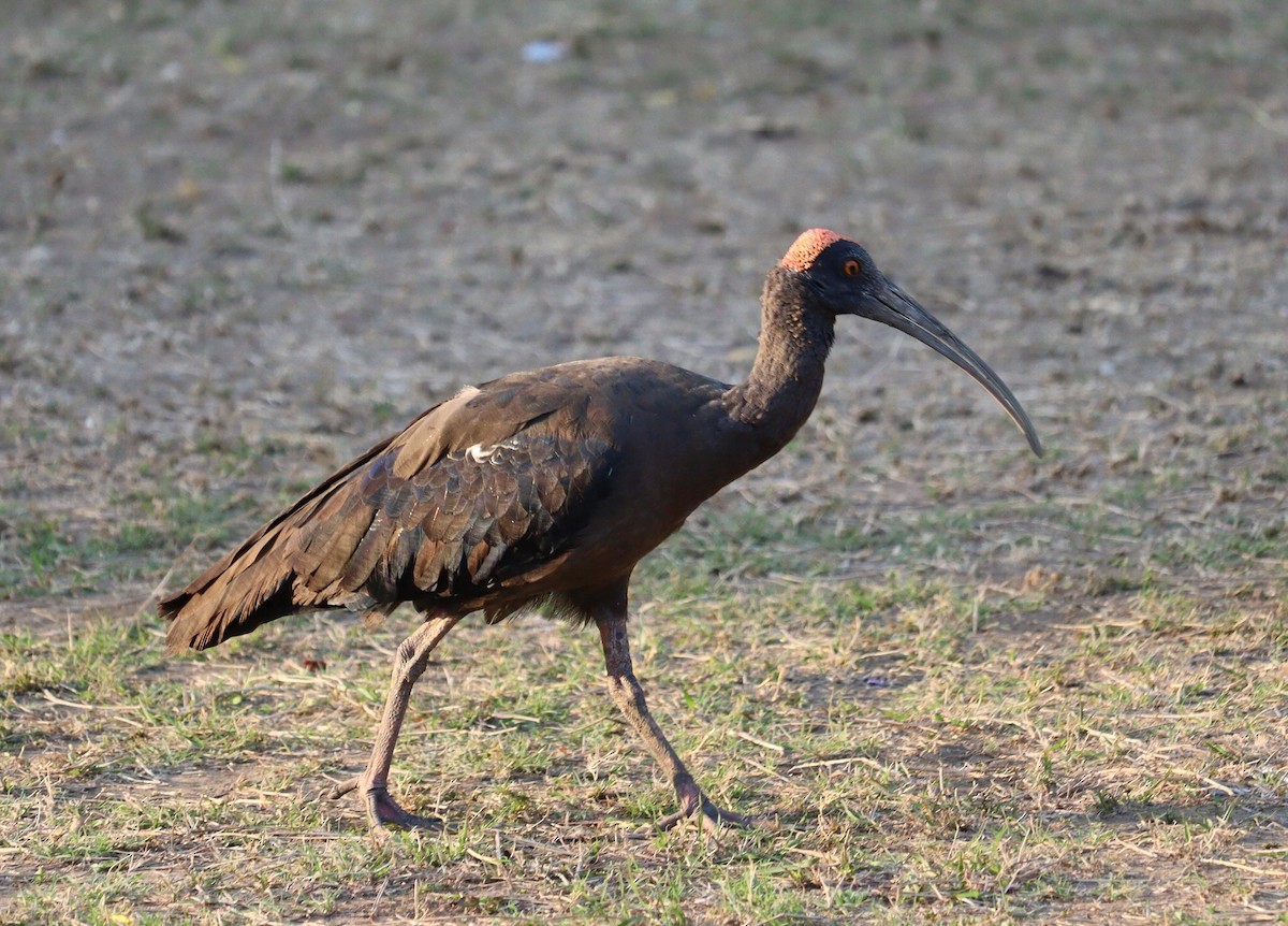 Red-naped Ibis - ML620338658