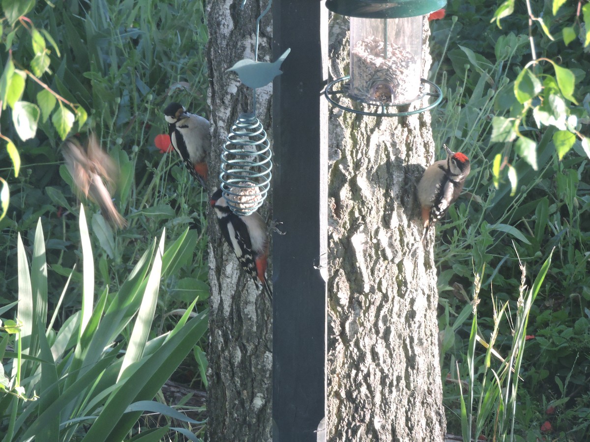 Great Spotted Woodpecker - ML620338660