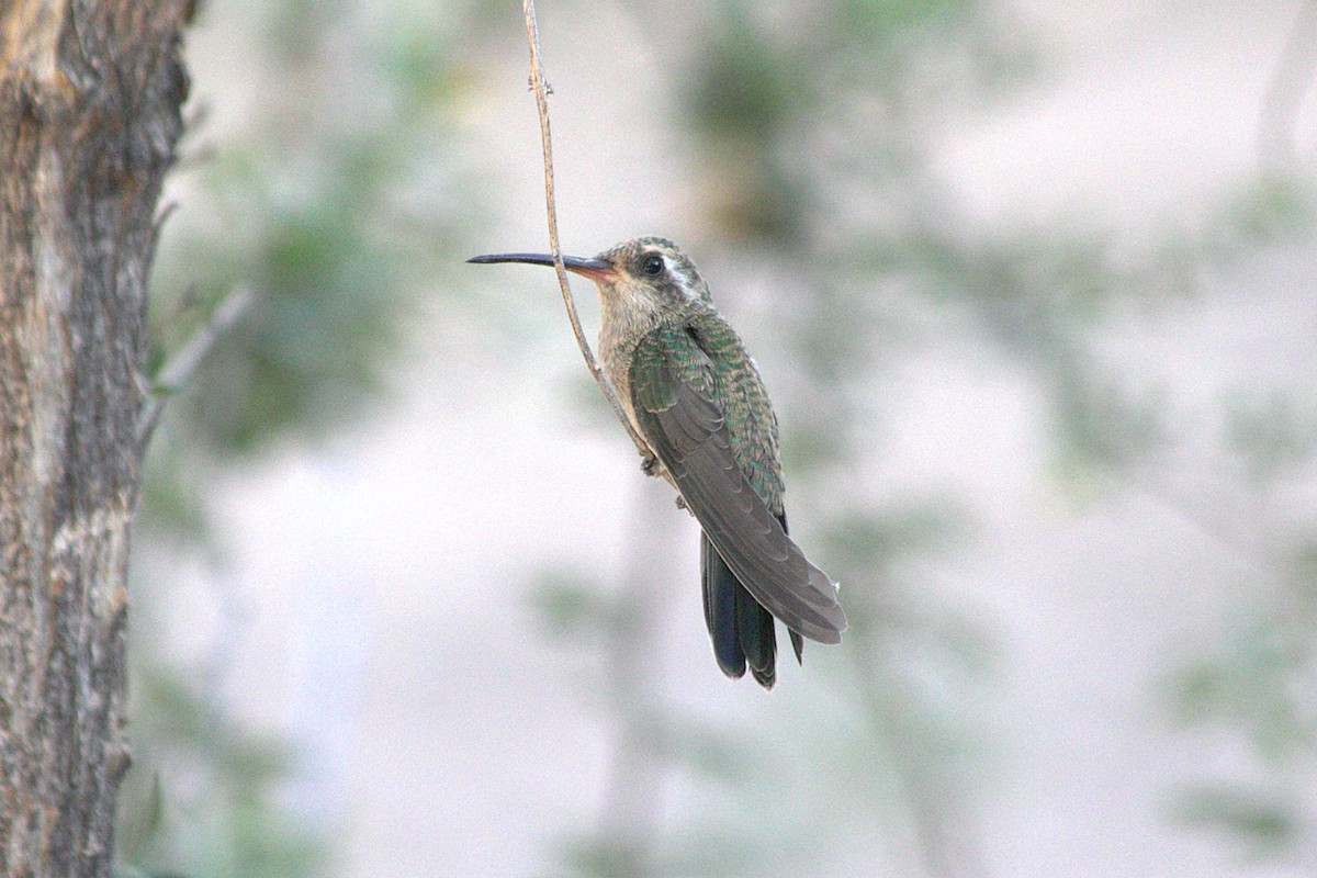 Broad-billed Hummingbird - ML620338661