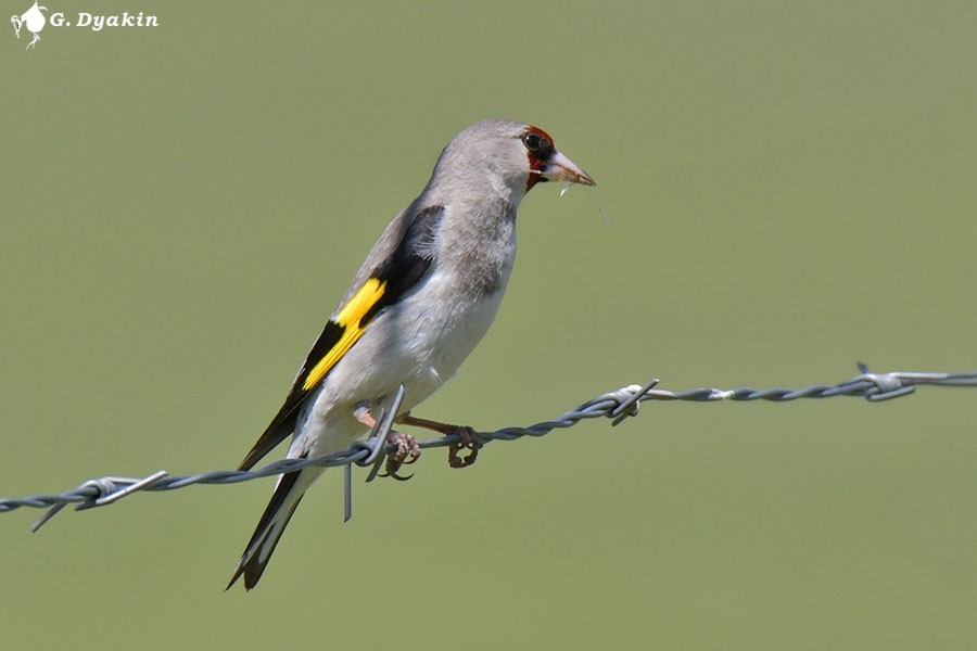 European Goldfinch (Eastern) - ML620338666