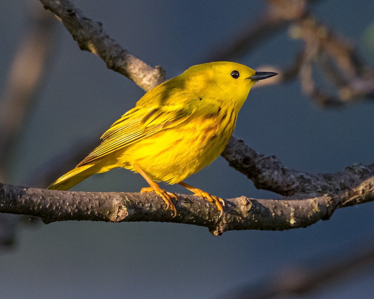 Yellow Warbler - ML620338679