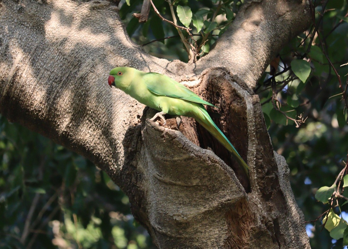 Rose-ringed Parakeet - ML620338684