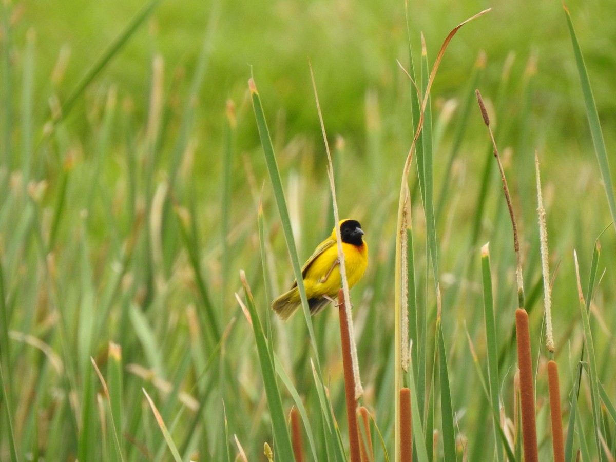 Black-headed Weaver - ML620338694