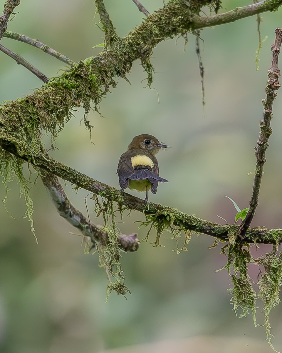 Sulphur-rumped Flycatcher - ML620338700