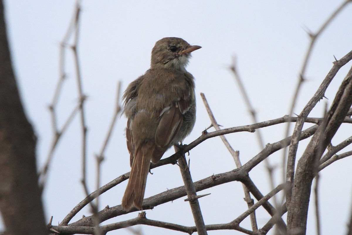 tanımsız Elaenia sp. - ML620338705