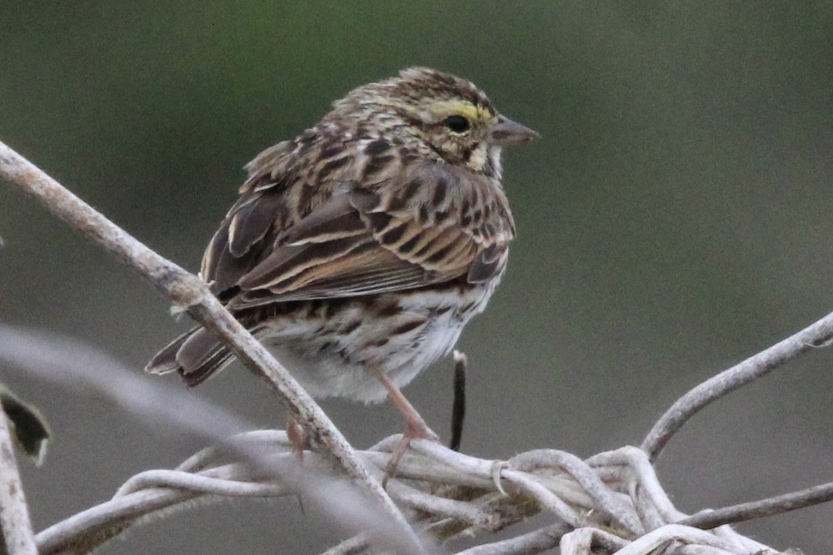 Savannah Sparrow - ML620338709