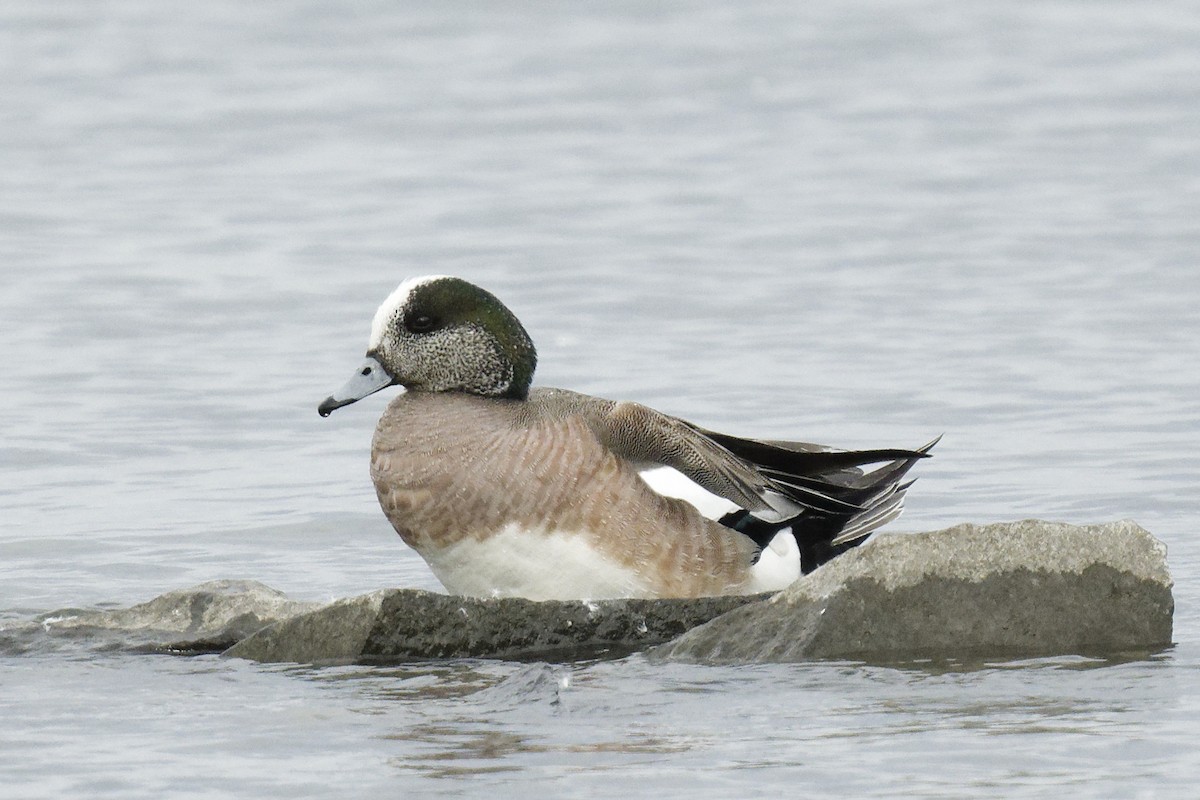 American Wigeon - ML620338712