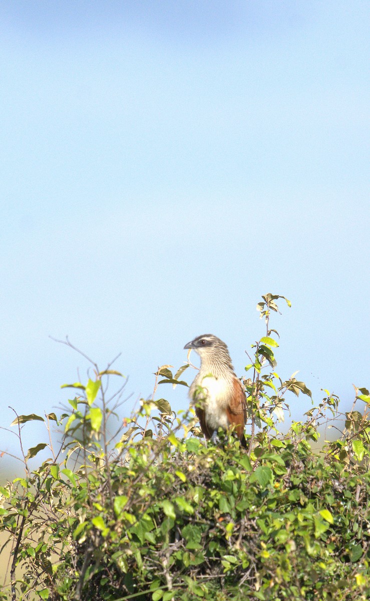 White-browed Coucal - ML620338723