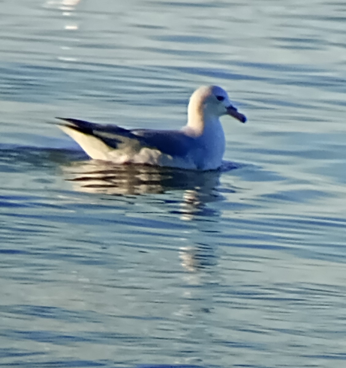 Fulmar argenté - ML620338725