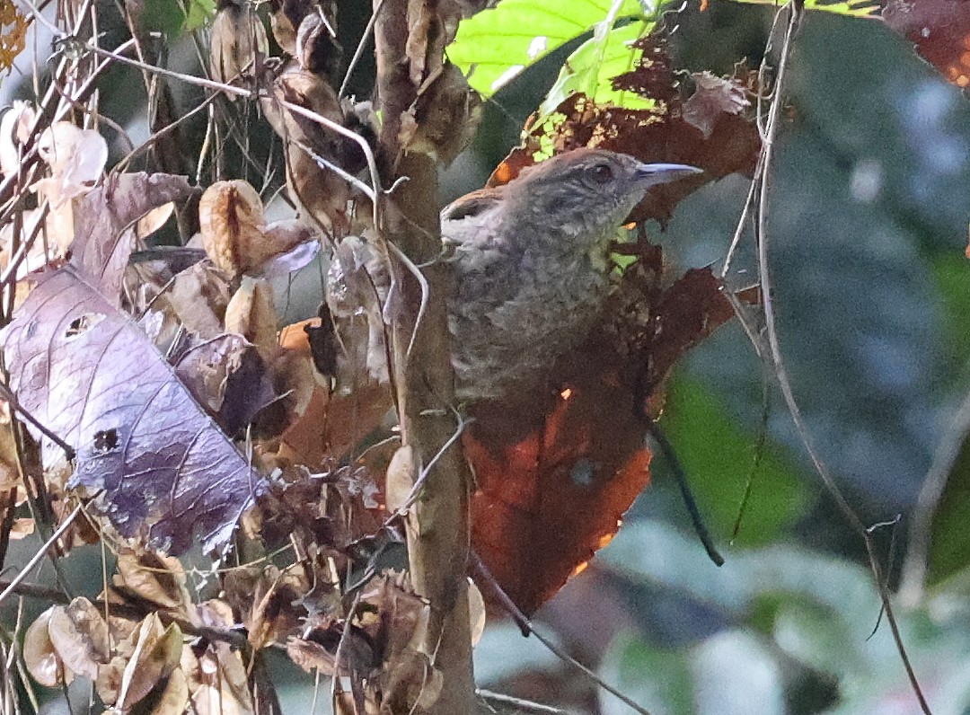 Scaled Spinetail - ML620338734