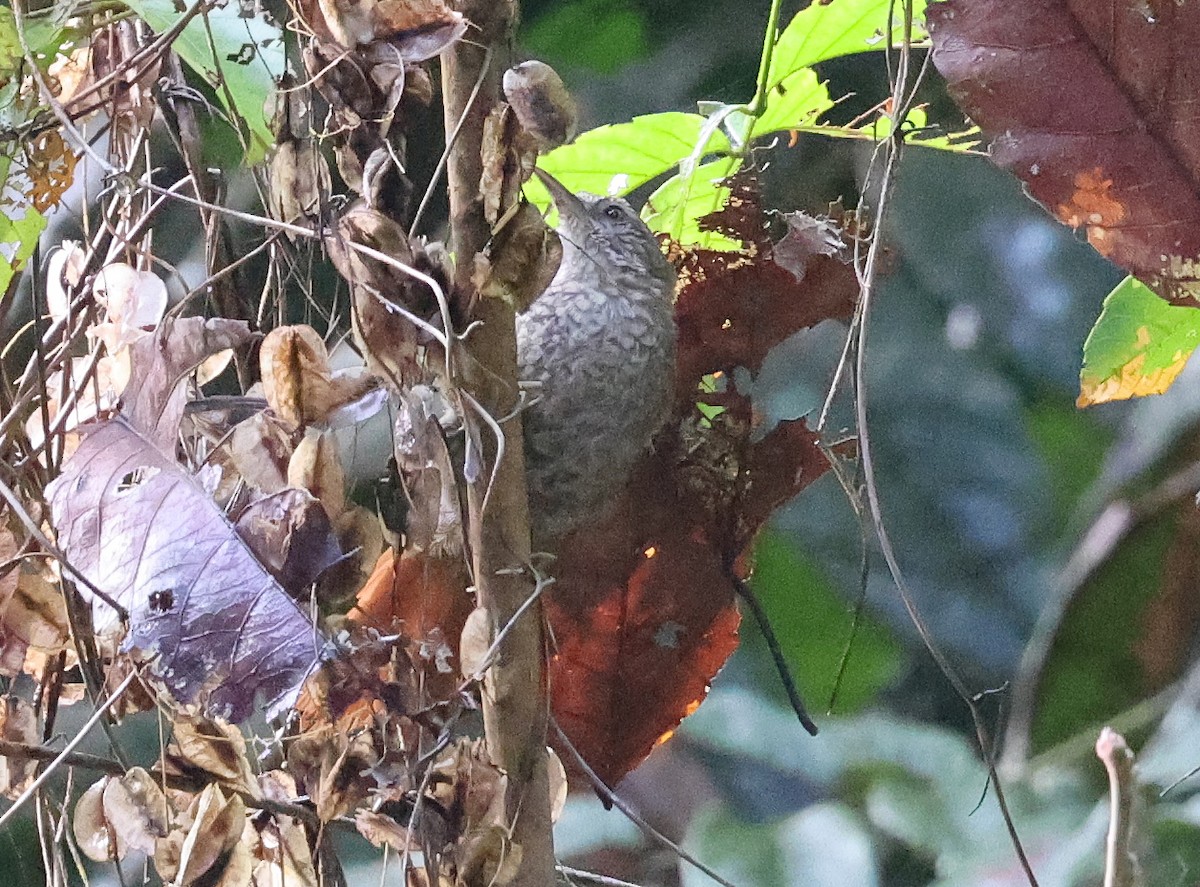 Scaled Spinetail - ML620338735