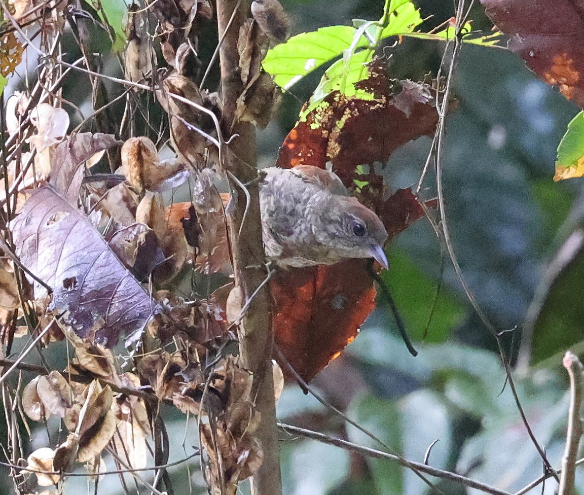 Scaled Spinetail - ML620338737