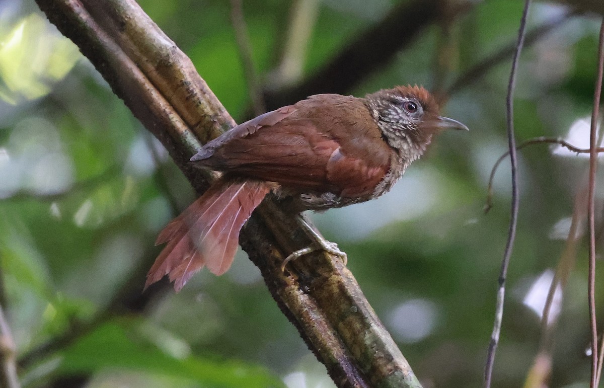 Scaled Spinetail - ML620338738