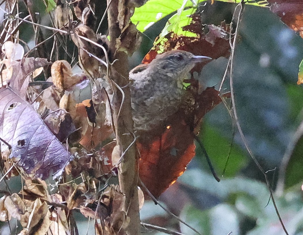 Scaled Spinetail - ML620338739