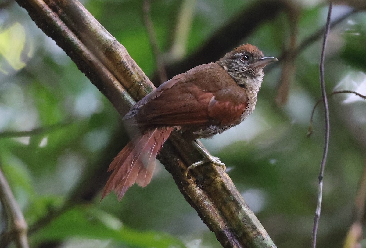 Scaled Spinetail - ML620338740