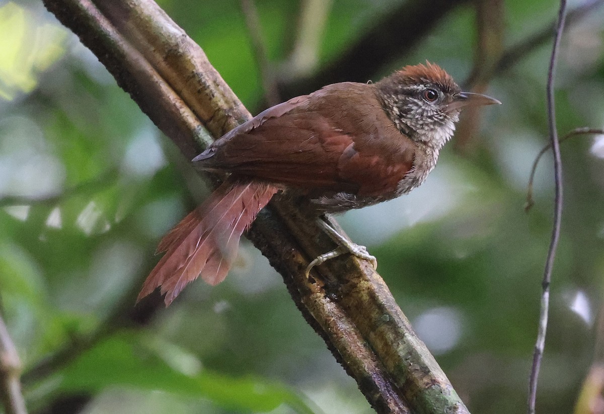 Scaled Spinetail - ML620338741