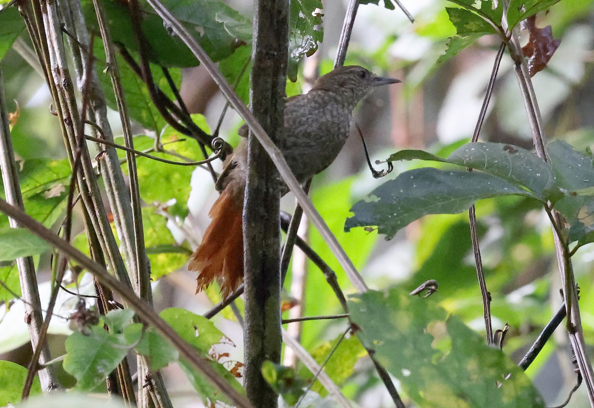 Scaled Spinetail - ML620338742