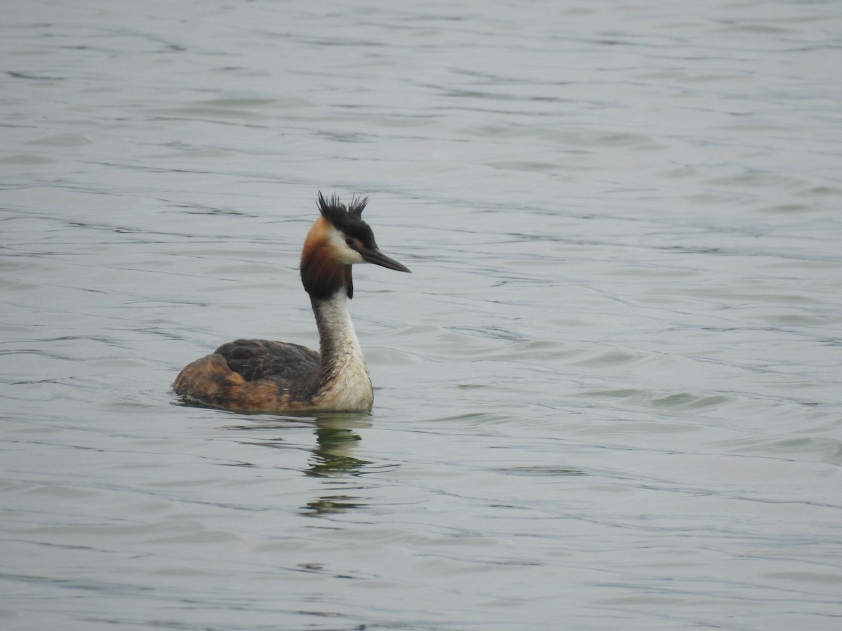 Great Crested Grebe - ML620338781