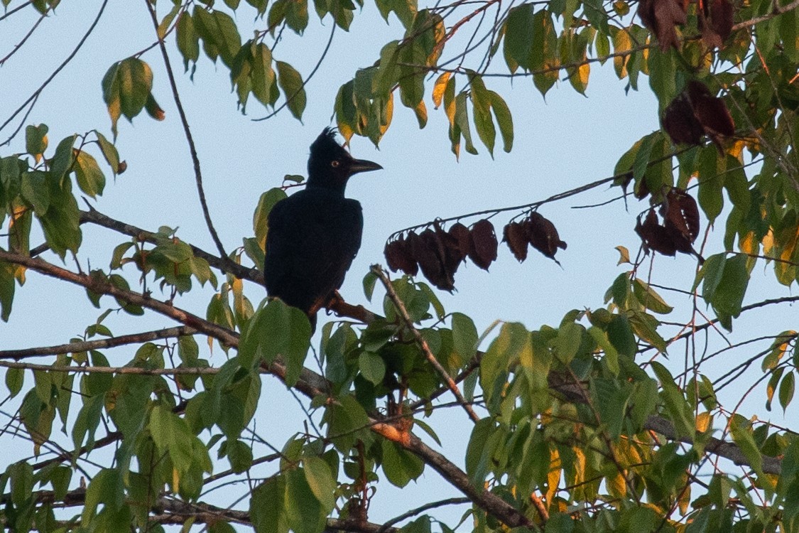 Амазонская зонтичная птица - ML620338785
