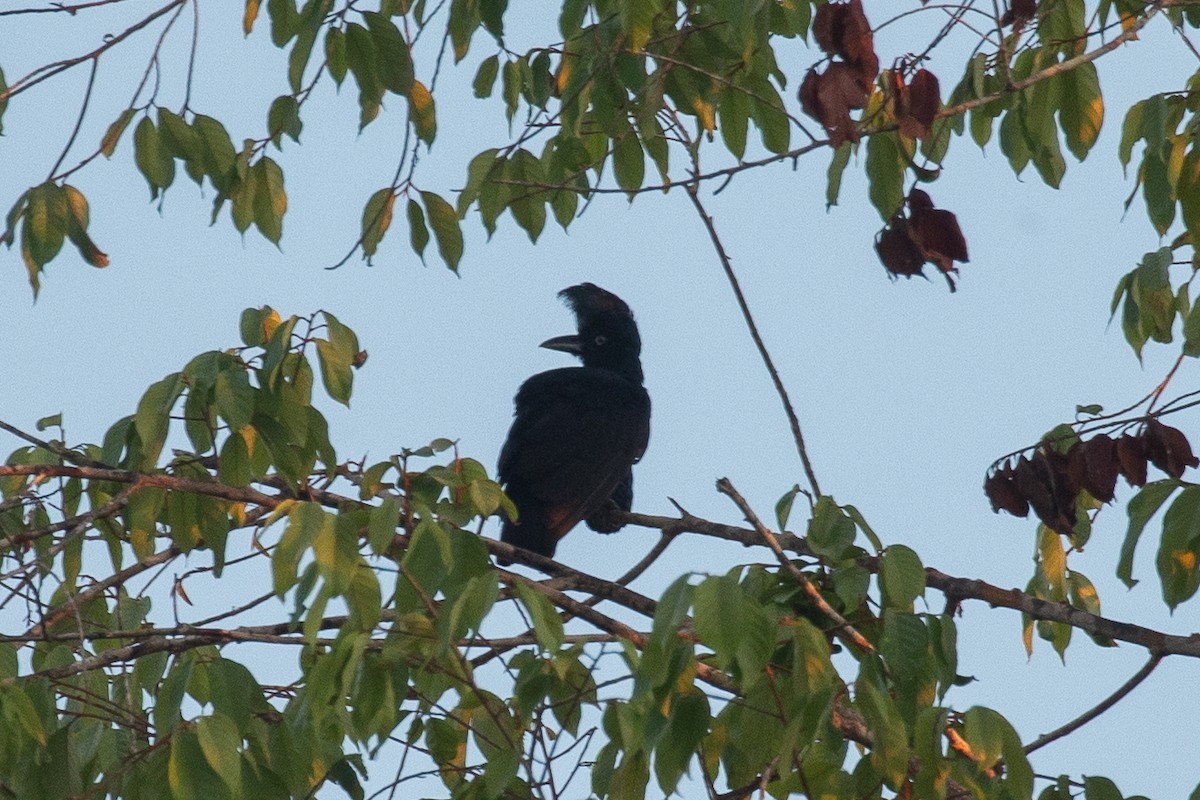 Амазонская зонтичная птица - ML620338786