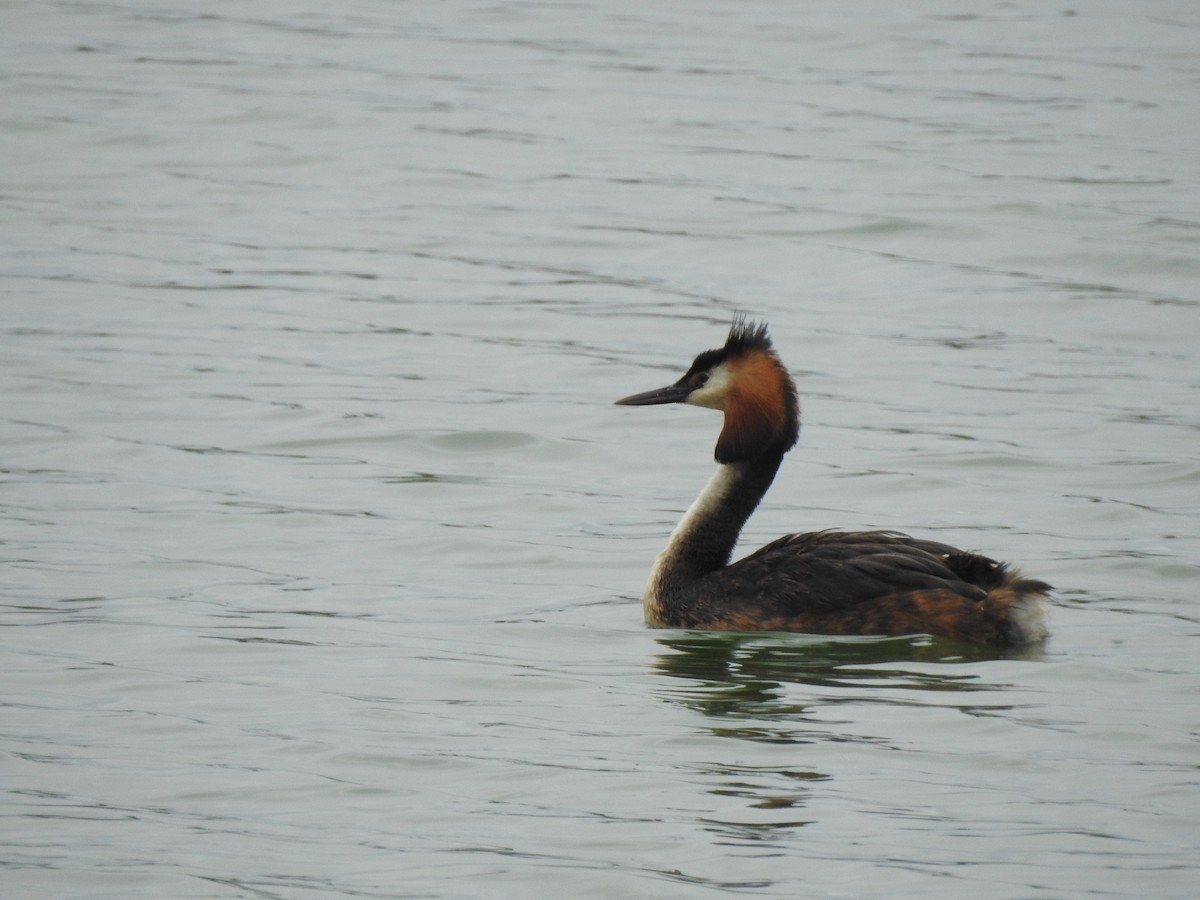 Great Crested Grebe - ML620338787