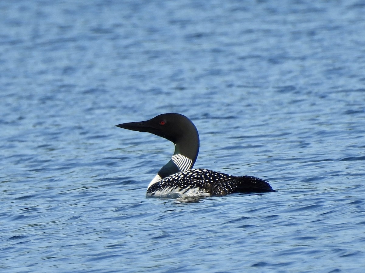 Plongeon huard - ML620338788