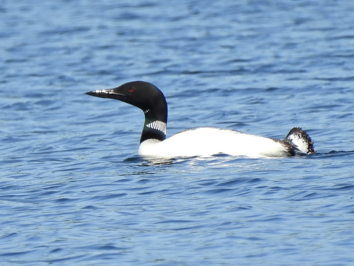 Plongeon huard - ML620338790