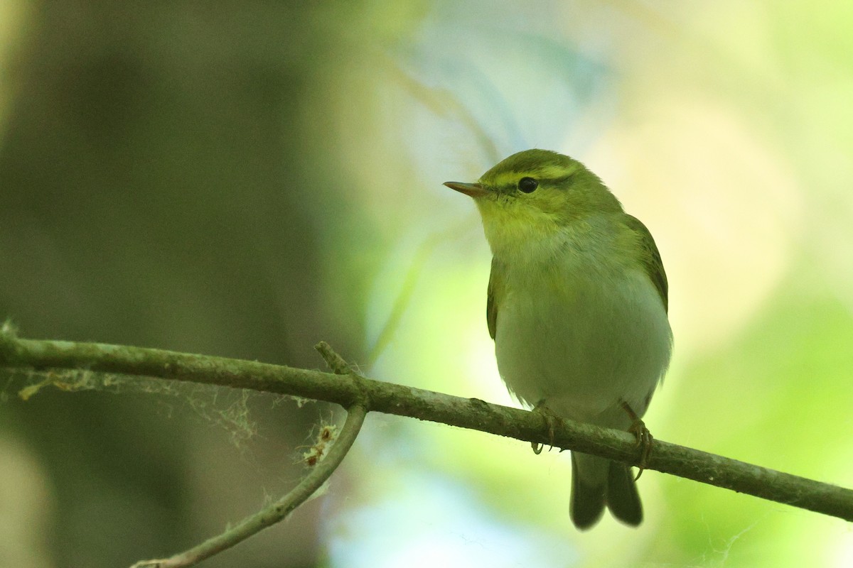 Wood Warbler - ML620338794