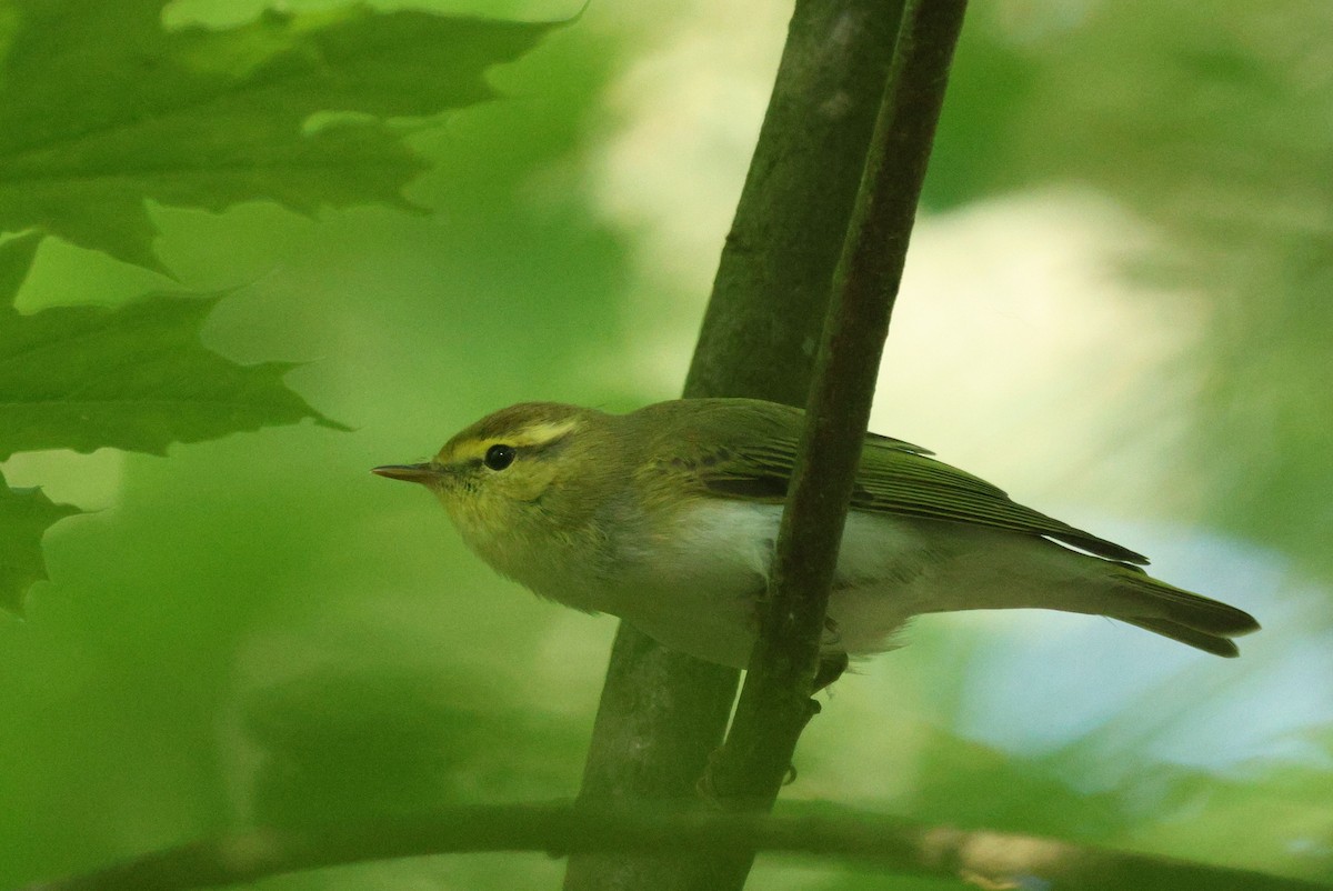 Wood Warbler - ML620338799